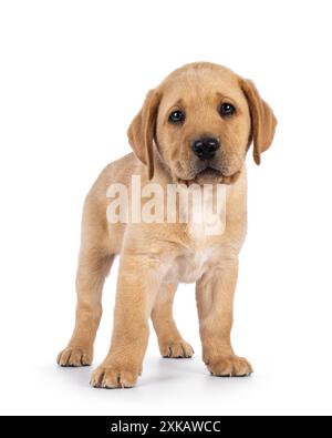 Simpatico cucciolo di cane Labrador di 7 settimane, in piedi davanti. Guardando verso la fotocamera. Isolato su sfondo bianco. Foto Stock