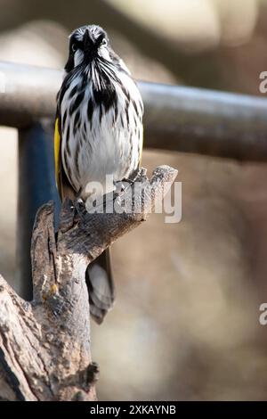 Il New Holland Honeyeater è principalmente bianco e nero, con un'ampia fascia di ala gialla e lati gialli sulla coda Foto Stock