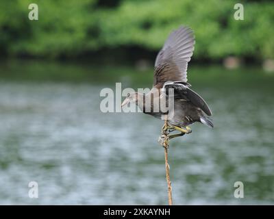 Giovane moorhen, godendo di una vegetazione locale, da cui si è lanciato in volo rafforzando i muscoli delle ali. Foto Stock