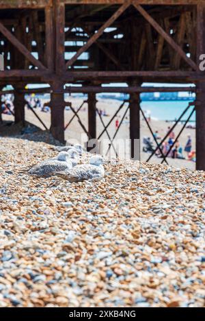 Gabbiani accanto al molo di Brighton seduti sulla spiaggia di ciottoli Foto Stock