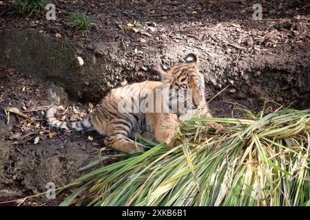 I cuccioli di tigre nascono con le loro strisce e bevono il latte della madre solo fino all'età di 6 mesi Foto Stock