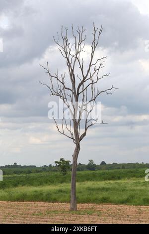 Albero morto nel mezzo della fattoria con rami lo sfondo è un cielo coperto, facile da progettare nel vostro lavoro. Foto Stock