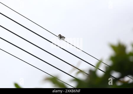 Passeri appollaiati su fili ad alta tensione, cinque di seguito. Foto Stock