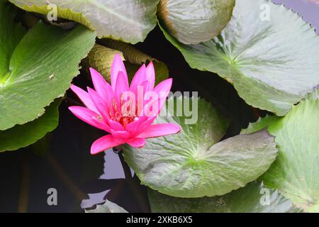 Il giglio d'acqua rosso indiano fiorisce nello stagno, con un ragno che si aggrappa ai petali, per un paesaggio naturale. Foto Stock