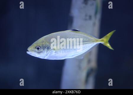 Il pesce di cacca oscura ha un corpo piuttosto grasso, lungo e sottile, con una testa grande e una bocca larga, è un altro tipo di pesce dalla coda dura che si nutre lungo t Foto Stock