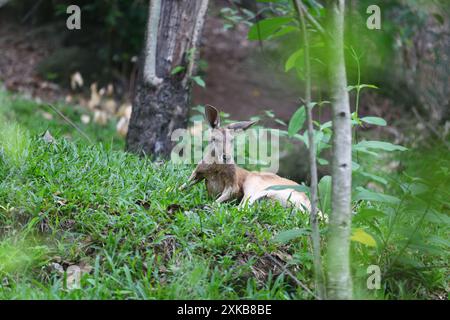 Il canguro è curioso e rilassante in una foresta temperata, il canguro è l'animale nazionale dell'Australia. Foto Stock