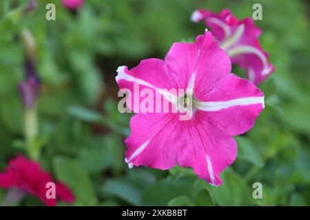 Il fiore di Petunia rosa e bianco fiorisce nel giardino dei fiori, i fiori invernali fioriscono in inverno. Foto Stock