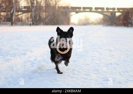 Cane nero che corre attraverso il campo innevato durante il tramonto. un treno sta guidando sullo sfondo Foto Stock