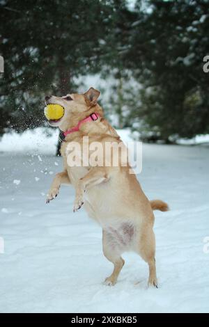 Palla per cani leggeri nella foresta innevata. E' un'azione Foto Stock