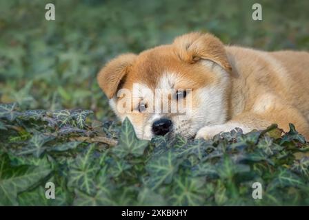 Simpatico cucciolo Akita Inu, donna di 8 settimane, che riposa sulla copertura ivy Ground e sembra pensivo, Germania Foto Stock