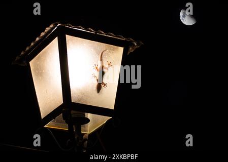 Un geco si aggancia ad una lampada di notte, illuminata dalla luce, con una luna piena sullo sfondo a Fuenteheridos, Huelva, Andalusia, Spagna. Foto Stock