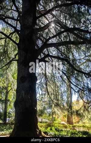 Splendido cedro himalayano a Fuenteheridos, Huelva, Andalusia, Spagna. La luce del sole filtra tra tra i rami, creando un'atmos serena e pacifica Foto Stock