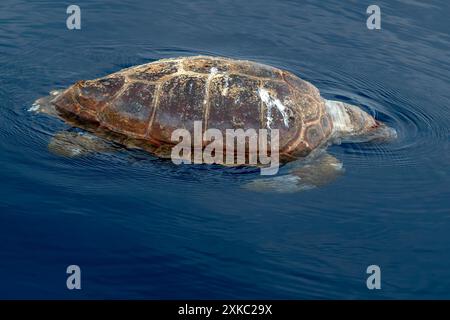 Una caretta di tartaruga marina morta sulla superficie del mare Foto Stock