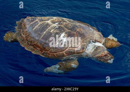 Una caretta di tartaruga marina morta sulla superficie del mare Foto Stock