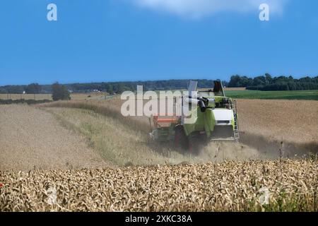 Moderna mietitrebbia che lavora in un campo di grano dorato e che raccoglie prodotti sotto un cielo azzurro limpido in una giornata di sole. Foto Stock