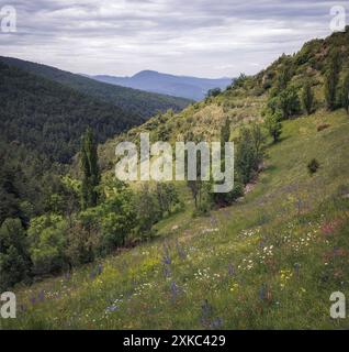 Splendido paesaggio montano a Cerdanya, Catalogna, caratterizzato da vegetazione lussureggiante e vibranti fiori selvatici sotto un cielo nuvoloso. Foto Stock