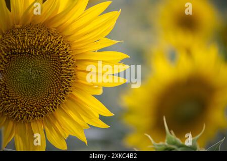 Primo piano di vivaci girasoli in piena fioritura crogiolandosi alla luce del sole, con i loro petali radiosi e i colori ricchi. Foto Stock