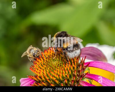 Primo piano di fiori di echinacea impollinanti di bumblebee e api da miele Foto Stock