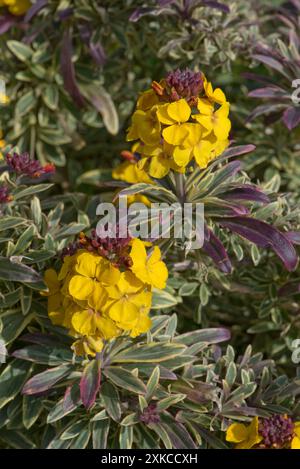 Erysimum cheiri 'Fragrant Star' un fiore di parati perenne con fiori gialli e foglie variegate con margini di crema gialli, Berkshire, giugno Foto Stock