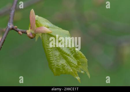 Tiglio o foglie di tiglio in espansione (Tilia cordata) con scaglie di foglie esterne rosse in primavera, Berkshire, maggio Foto Stock