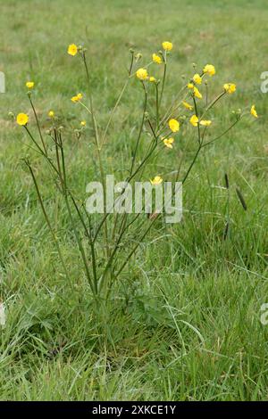 Meadow or Field Buttercup (Ranunculus acris) piante alte in fiore in un pascolo erboso, Berkshire, aprile Foto Stock