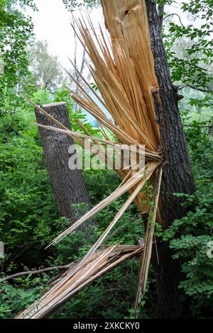 tronco di albero diviso nel mezzo da un fulmine (alberi morti danneggiati) schegge di schegge di legno (schegge di legno distruzione) damag della foresta Foto Stock