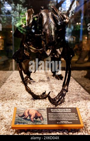 Lo scheletro di uno Shasta Ground Sloth in mostra al la Brea Tar Pits Museum di Los Angeles, California Foto Stock