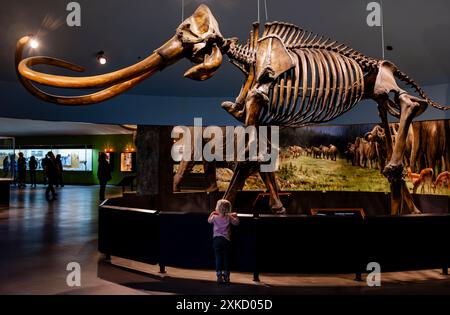 Un bambino guarda un impressionante scheletro di mammut colombiano in mostra al la Brea Tar Pits Museum di Los Angeles, California Foto Stock