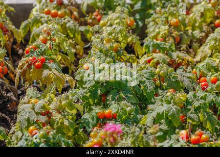 I paesaggi del giardino di pomodori coltivati in modo biologico senza sostanze chimiche stanno iniziando a maturare e sono pronti per essere raccolti per il mercato e i pomodori sono ancora freschi Foto Stock