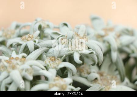 Fioritura del fiore di Edelweiss. Leontopodium alpinum o Blossom of Snow Foto Stock