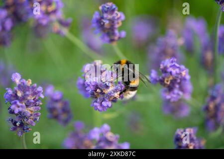 Bumblebee che impollina la lavanda a Horten, Norvegia Foto Stock