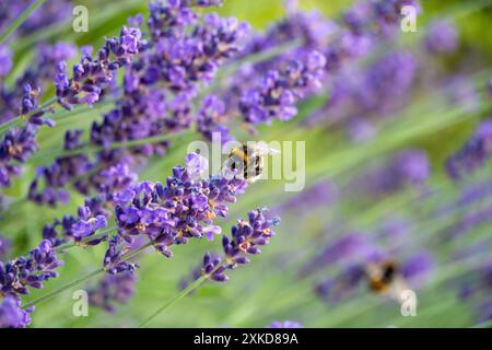 Bumblebee che impollina la lavanda a Horten, Norvegia Foto Stock