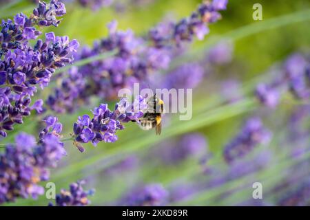 Bumblebee che impollina la lavanda a Horten, Norvegia Foto Stock