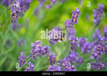 Bumblebee che impollina la lavanda a Horten, Norvegia Foto Stock