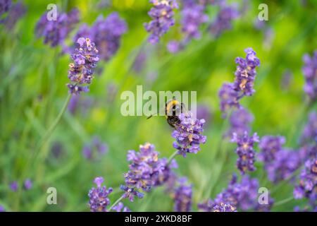 Bumblebee che impollina la lavanda a Horten, Norvegia Foto Stock