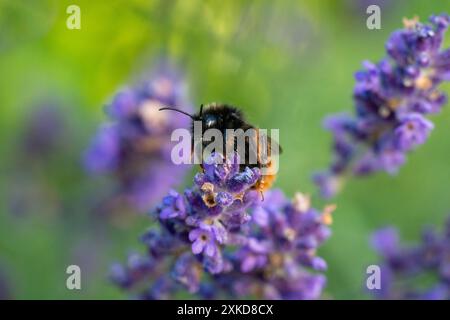 Bumblebee che impollina la lavanda a Horten, Norvegia Foto Stock