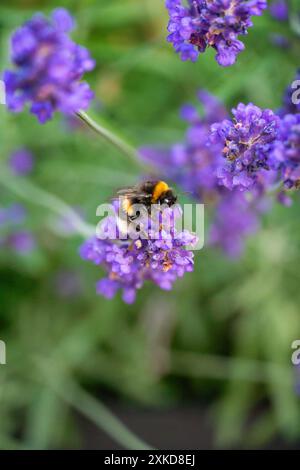 Bumblebee che impollina la lavanda a Horten, Norvegia Foto Stock