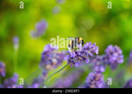 Bumblebee che impollina la lavanda a Horten, Norvegia Foto Stock