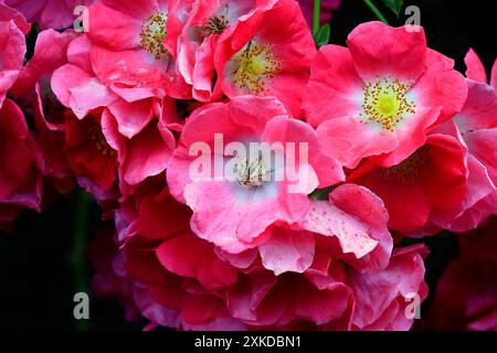 Fiori di rosa per cani - rosa canina, rosa intenso. Cardiff, Galles del Sud, Regno Unito. Data: Luglio 2024. Foto Stock