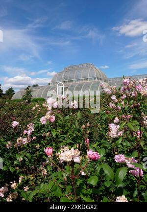 Rose Garden and Palm House, Kew Gardens, Kew, Richmond, Londra, Inghilterra, Regno Unito Foto Stock