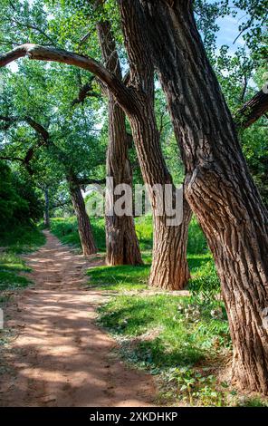 Alberi di cotone seguono il fondo del canyon nel Palo duro Canyon State Park, Texas. Foto Stock