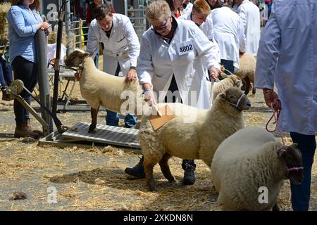 Builth Wells, Galles, Regno Unito, 22 luglio 2024. Una pecora che viene preparata e preparata per la competizione al Royal Welsh Show, che ha aperto oggi. L'evento, che è la più grande fiera agricola del Regno Unito, celebra il suo 120° anno. G.P. Essex/Alamy Live News Foto Stock