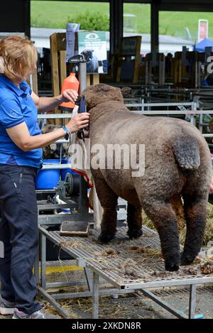 Builth Wells, Galles, Regno Unito, 22 luglio 2024. Una pecora che viene tagliata e preparata per la competizione al Royal Welsh Show, che ha aperto oggi. L'evento, che è la più grande fiera agricola del Regno Unito, celebra il suo 120° anno. G.P. Essex/Alamy Live News Foto Stock