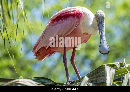 Roseate Spoonbill (Platalea ajaja) appollaiato su una fronte di palme sull'isola di Anastasia a St. Augustine, Florida. (USA) Foto Stock