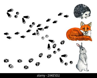 Tracce di animali selvatici. Gioco per bambini con impronta animale di colore nero. Paw trace - lepre, volpe, riccio. Illustrazione acquerello per bambini. Foto Stock