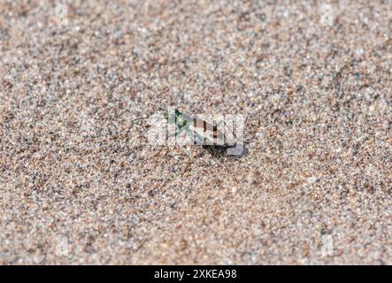 Un coleottero della tigre delle dune del Colorado; la Cicindela theatina; passeggiate attraverso un lembo di sabbia al Great Sand Dunes National Monument in Colorado. Foto Stock