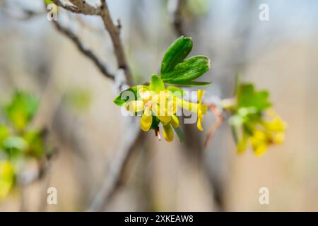 Fiori di ribes d'oro (Ribes aureum) con i loro caratteristici petali gialli; fioriscono su un ramo in Colorado; sfoggiano colori vivaci Foto Stock