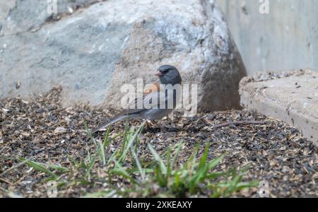 Uno Junco dalla testa grigia; una sottospecie del Junco dagli occhi scuri; (Junco hyemalis ssp. Caniceps) è visto foraggiarsi in un cortile in Colorado. L'uccello è arroccato. Foto Stock