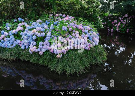 I cespugli di Hydrangea con vibranti fiori blu e viola crescono accanto a un laghetto riflettente in un lussureggiante giardino Foto Stock