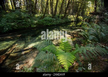 Un piccolo affluente con piena vegetazione ripariale, nella Columbia Britannica meridionale, Canada. Foto Stock